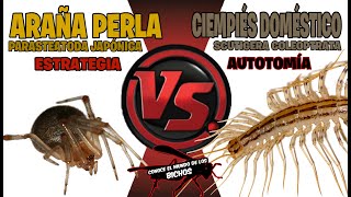 ARAÑA PERLA VS CIEMPIÉS DOMÉSTICO  ESTRATEGIA Y AUTOTOMÍA  COMENTADO [upl. by Elocaj160]