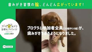 【犬 歯磨き】犬の歯磨き動画L字犬の歯みがき習慣化プロジェクト30秒ライオンペット [upl. by Kravits470]