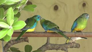 Turquoisine Parrots feeding each other  The Pheasantasiam [upl. by Ahseik]