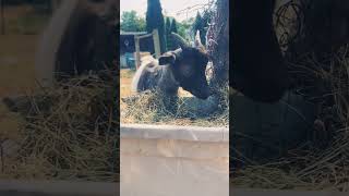 Fancy Turkey 🦃😂shortvideo comedyvideos foryou goat funnyanimal shorts short farming funny [upl. by Lertnom]