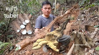 Man living alone digs wild tubers for food Robert  Green forest life [upl. by Weasner]