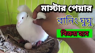 ডিম বাচ্চা করা সাদা রিংনেক অস্ট্রেলিয়ান ঘুঘু বিক্রয় হবে।ঘুঘু বিক্রয় হবে।Gogo Bikroy BD [upl. by Atener]