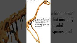 3 Facts About Ornithomimus [upl. by Hsetirp]