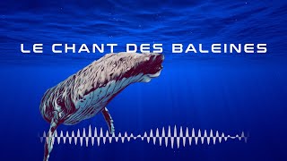 Chant de baleine a bosse  Moorea 2024 [upl. by Iznil]