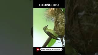 Olive Backed Sunbird Feeding Baby Chicks [upl. by Wawro809]