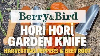 Berry amp Bird Hori Hori Garden Knife  Harvesting Peppers amp Beet Root Uprooting an Okra tree [upl. by Ditmore]