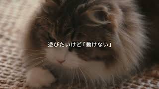 CATFLIX「遊びたい」篇 15秒 [upl. by Clementas]