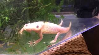 Leucistic Spanish Ribbed Newts New pet amp Care Guide amp breeding tips [upl. by Kayle261]