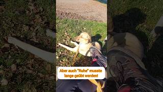 Ruheübung mit Broholmer Ary broholmer hundetraining [upl. by Gussie]