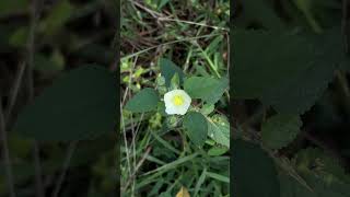 Flowers of Sida cordifolia [upl. by Nadruoj981]