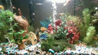 Massive 40 Gallon Community Fish Tank Live Stream Rainbow Fish Plecos Catfish Platys Mollies [upl. by Dowski3]