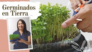 Germinados de Linaza Alpiste Ajonjolí y Lentejas EN TIERRA 😍  Cuidados que se debe de tener 🌱 [upl. by Varden]