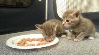 Kittens eating food for the first time [upl. by Yendor519]