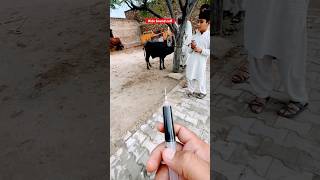 Ectoparasites  endoparasites  weight loss  anemia  animals cattledisease cowdisease vet cow [upl. by Idihc]