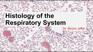 Histology of the respiratory system [upl. by Lede]