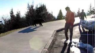 Clingmans Dome Black Bear Gets Mad  Smokey Mountains [upl. by Stiles]