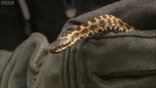 Adders on Britains Big Wildlife Revivial 2013 [upl. by Ahtnamas325]