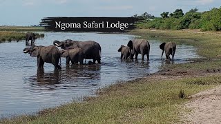 Squacco herons vs Monitor Lizard  Battle  Chobe River  Ngoma Safari Lodge [upl. by Diao]