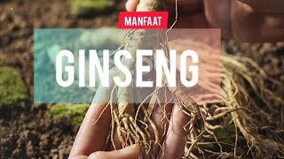 Manfaat Pohon Ginseng dan Khasiatnya untuk Kesehatan [upl. by Libbey]