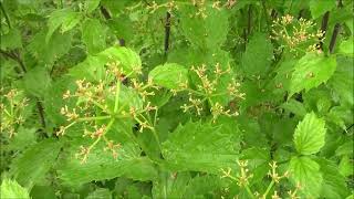 Thriving Plant Tuesday  Arrowwood Viburnum  6722 [upl. by Shue]