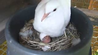 Ring Neck Dove Starting to Hatch [upl. by Bodkin]