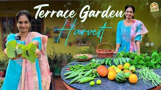 Terrace Garden వద్దన్నా కాస్తూనే ఉంటే కొత్త మొక్కలు ఎప్పడు పెట్టాలి  MADGARDENER [upl. by Atinyl]