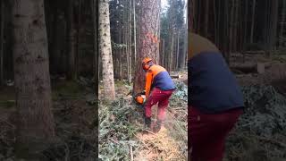 Expert cutting big treeLets find outwoodworking asmr cuttingwork wood woodworker [upl. by Wolford]