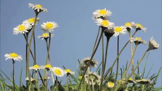 Mowing the lawn regrowth with daisy flowers 3 week time lapse [upl. by Akcemat]