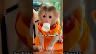 abandoned baby monkey grows up to become a household helper shortvideo monkeypetshortsanimal [upl. by Nnylaj786]