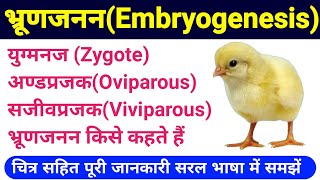 oviparous and viviparous in hindi  embryogenesis class 12  अण्डप्रजक और सजीवप्रजक जंतु  Biology [upl. by Still]