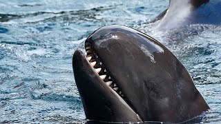 False Killer Whale  The Surprising Lookalike of the Killer Whale [upl. by Adiam]