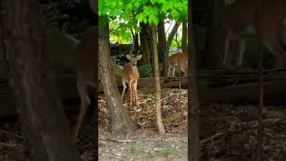 Close to nature shorts newjersey nj deer [upl. by Adnawyt]