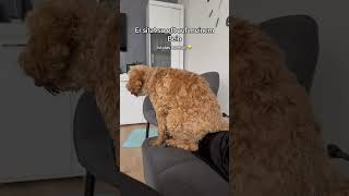 Macht das euer Hund auch😂🐶 cockapoolove cockapoo dog cutedog funny [upl. by Ahsenot984]