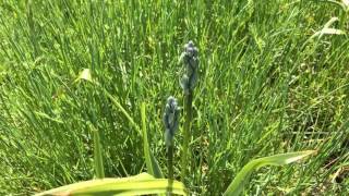 Common Camas Camassia quamash Spring Growth [upl. by Hulbard]