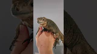 Sweet Rhino Iguana reptiles iguanakeepers [upl. by Annahvas]