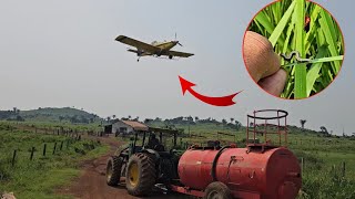 DANDO COMBATE DE AVIÃO NAS PRAGAS DA FAZENDA😰 CIGARRINHA E LAGARTA [upl. by Adnat]