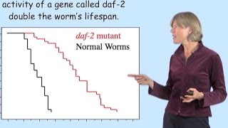 Cynthia Kenyon UCSF A Genetic Control Circuit for Aging [upl. by Karsten156]