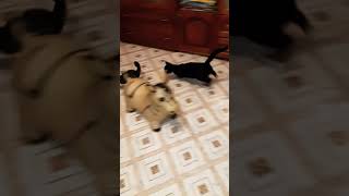 Коты дерутся Смешные коты cats kittens animals fun video кошки котенок погоня драка [upl. by Wilek]