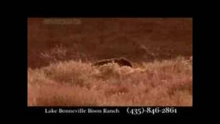 Lake Bonneville Bison Ranch [upl. by Moitoso369]