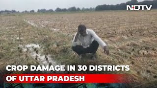 UP Farmers Stare At Crop Damage After Heavy Rain [upl. by Lurleen]