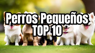 10 Razas de Perros Pequeños [upl. by Arahk478]