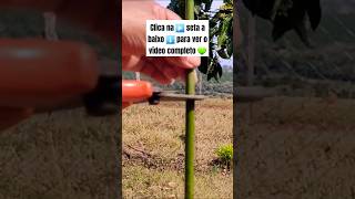 👉 TÉCNICA DE ENXERTIA PARA ABACATE🥑 PRODUZIR MAIS RÁPIDO grafting enxerto farm abacate viral [upl. by Notsa884]