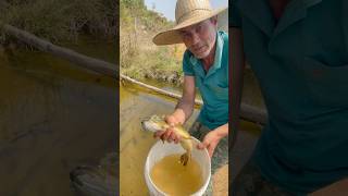 mais uma bruta de traíra🐟 para o lago fishing pesca pescaria peixe [upl. by Onitnerolf]