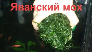 Яванский мох Vesicularia dubyana [upl. by Ereveniug]