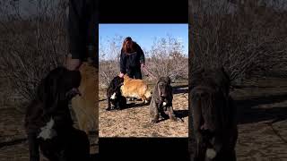 Neapolitan Mastiff On Guard [upl. by Silrac]