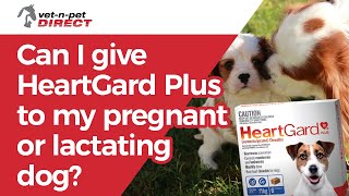 Can I give HeartGard Plus to my pregnant or lactating bitches [upl. by Romeyn267]