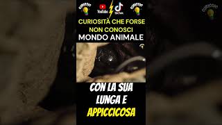 🐜La lingua appiccicosissima del formichiere 35000 formiche al giorno🐜 shorts natura curiosio [upl. by Eleanor]