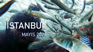 İstanbul Kıyılarında İnanılmaz Balık Sürüleri ve Levrekler  Mayıs 2024 [upl. by Nwahsat957]