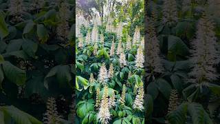 Midsummer Magic Wildlife Feasting on Bottlebrush Buckeye Aesculus Parviflora [upl. by Yennaiv]