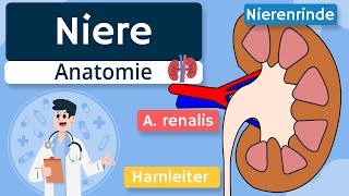 Niere  Aufbau und Funktion einfach erklärt [upl. by Towland]